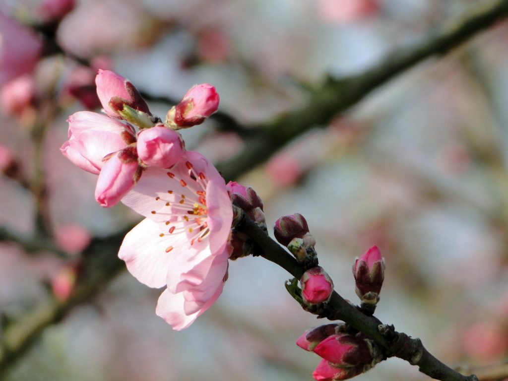 Almond Blossom