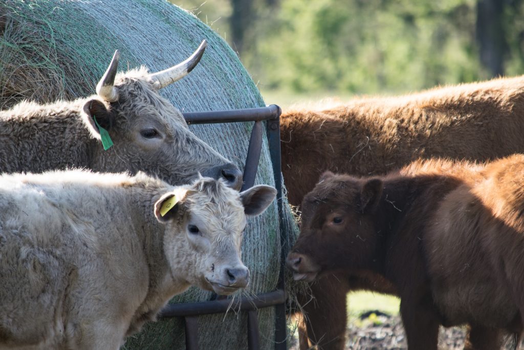 Cow/calf operation