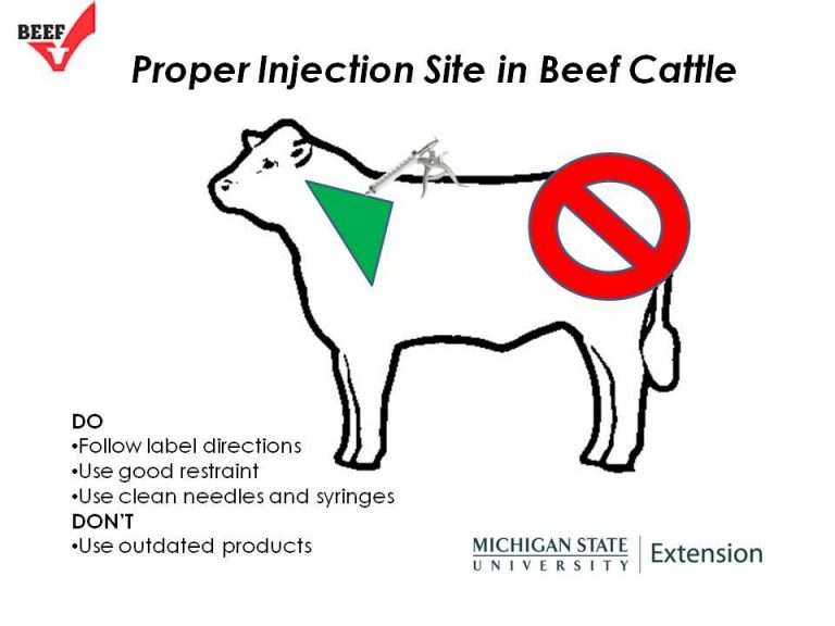 Injections In Cattle 101 My Job Depends On Ag Magazine