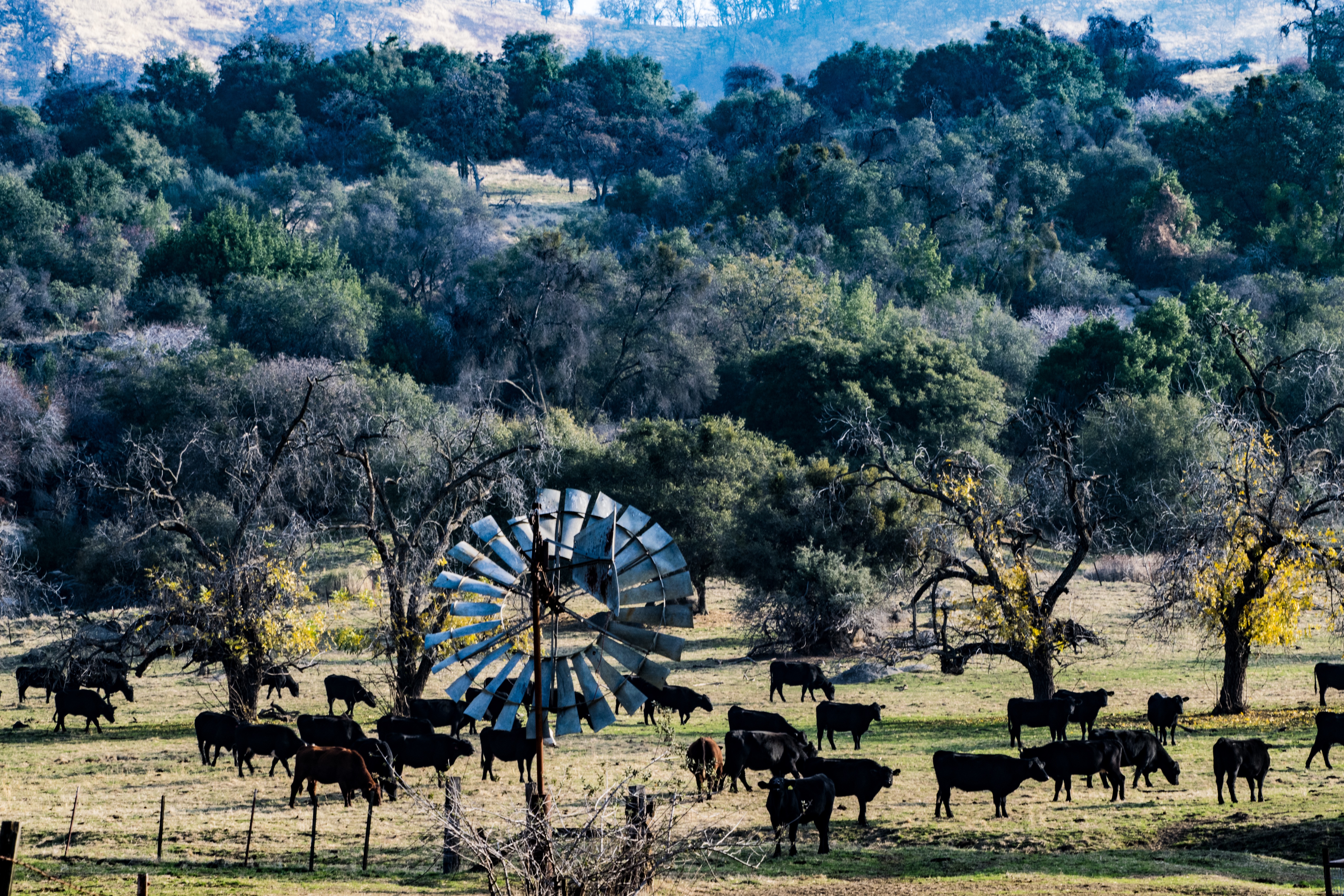 Beef & Cattle Picture Header for My Job Depends on Ag Magazine, Beef Rancher Guide Part 3