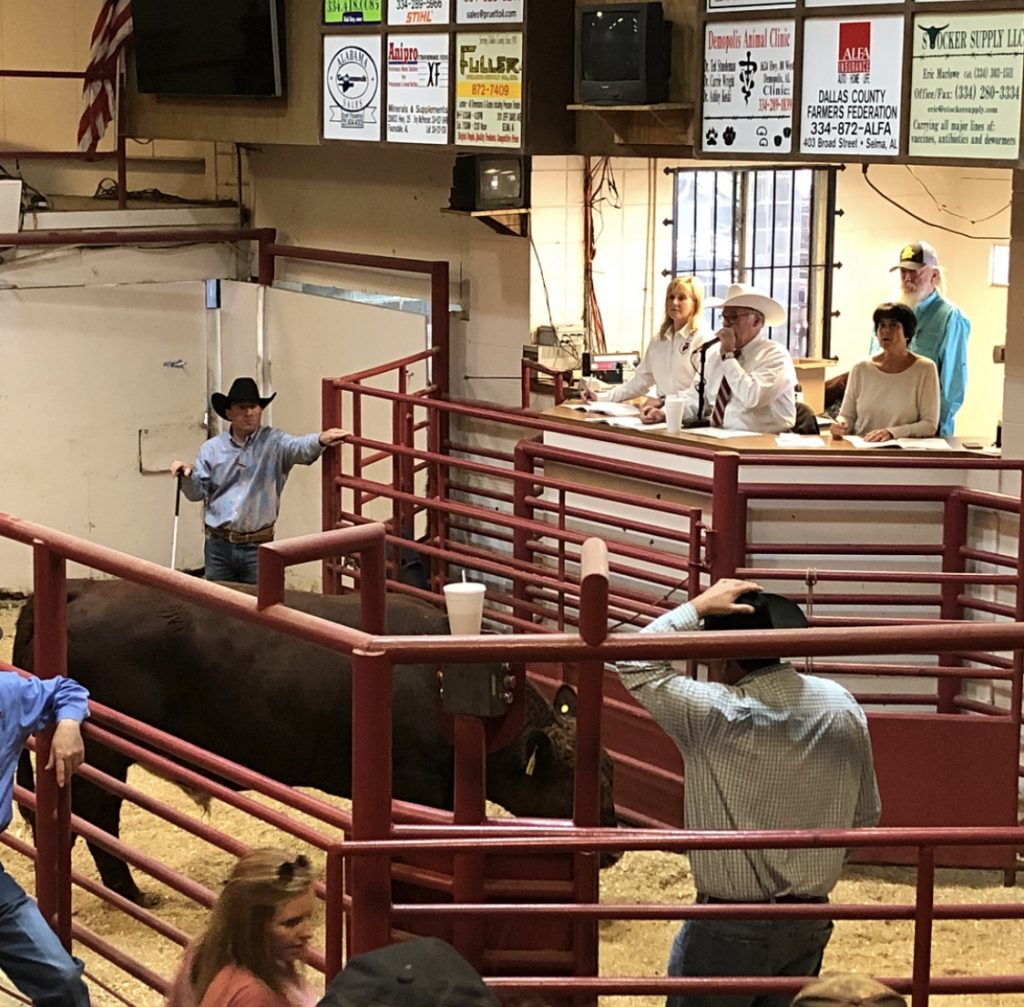 Beef Cattle Picture 2 for My Job Depends on Ag Magazine, Beef Ranchers Guide Part 3 Showing Cattle Stockyards 