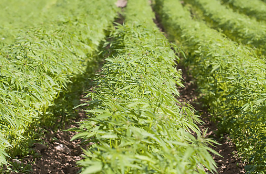 Farming Hemp Is Legal in California Picture for Farm to Fork Column, My Job Depends on AG Magazine 