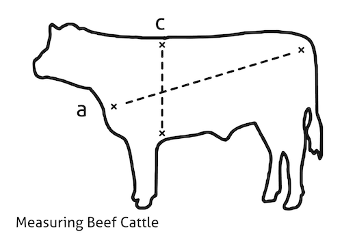 how to calculate calf weight