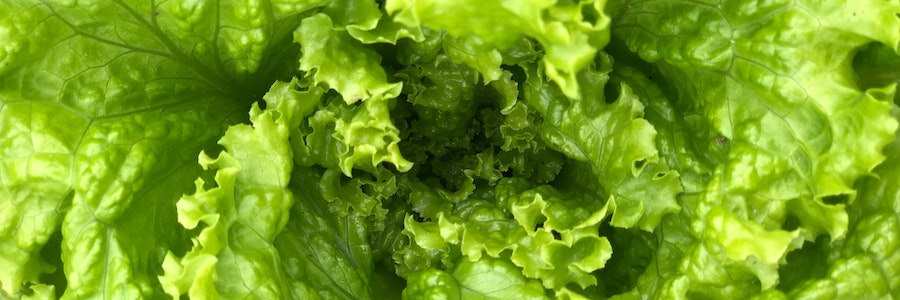 Romaine Lettuce Prices Climb 61% After Farmers Grow Less - My Job ...